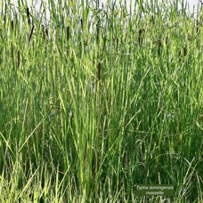 Typha domingensis.voune.jonc.massette. typhaceae. indigène ?.jpeg