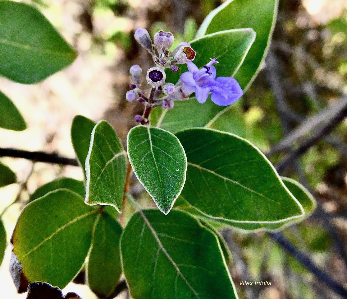 Vitex trifolia .lamiaceae P1058074.jpeg