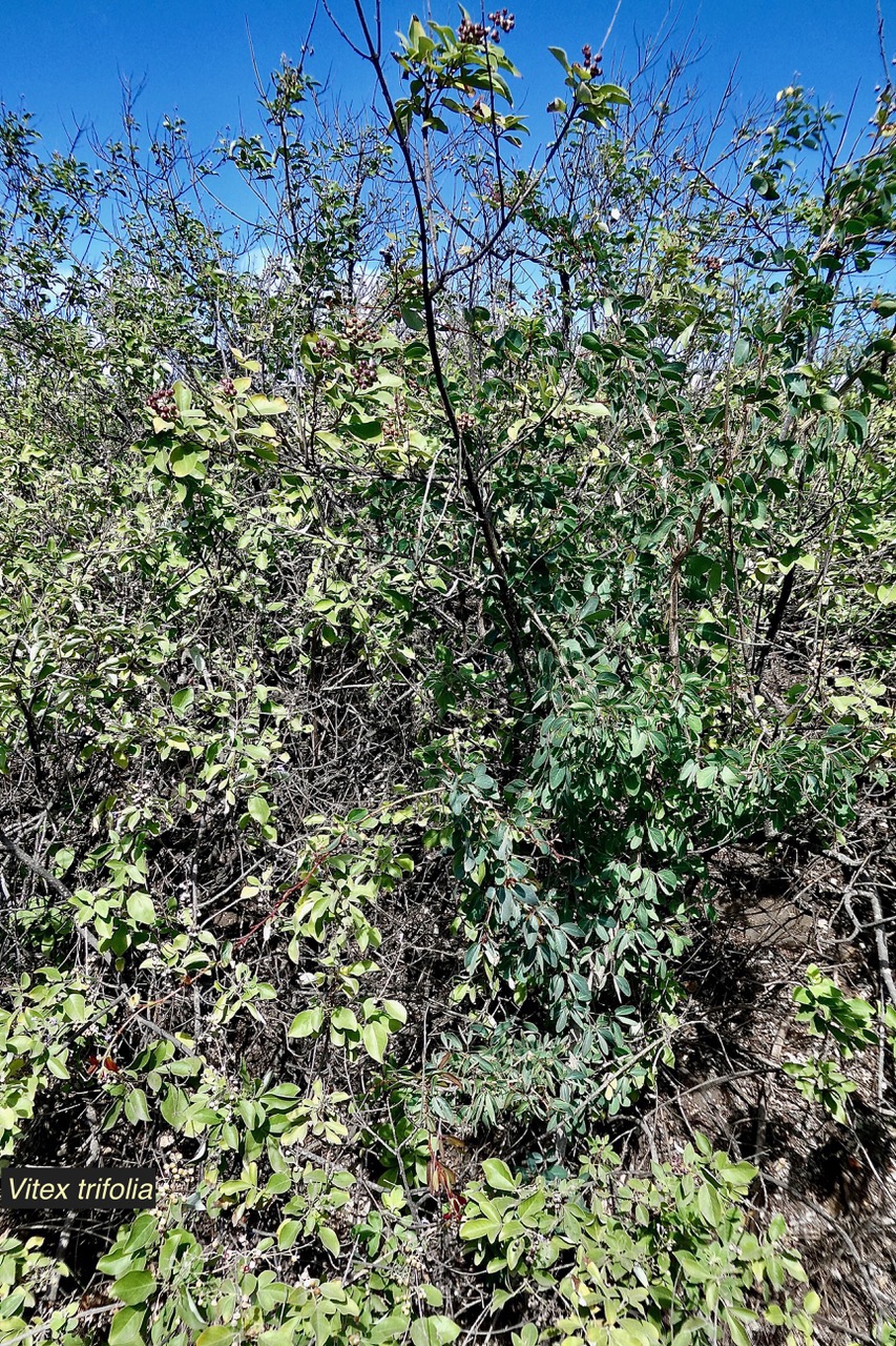 Vitex trifolia.lamiaceae.assimilé indigène.potentiellement envahissant  ..jpeg