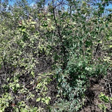 Vitex trifolia.lamiaceae.assimilé indigène.potentiellement envahissant  ..jpeg