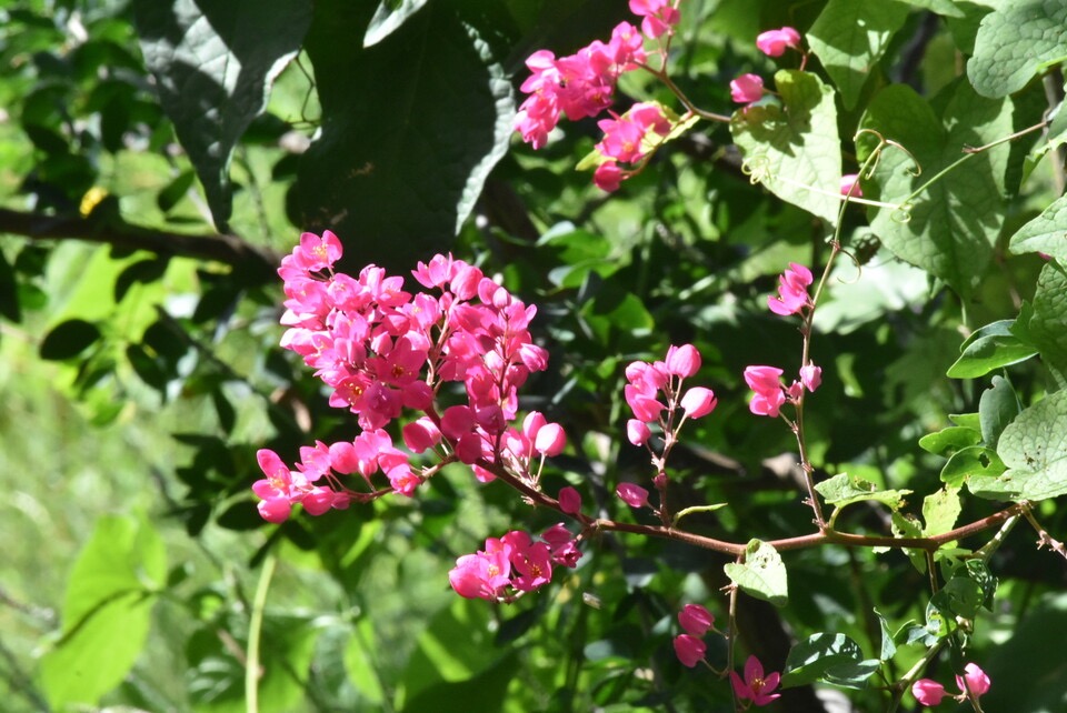 Antigonon leptopus - Liane antigone - POLYGONACEAE - EE - MB3_2617.jpg