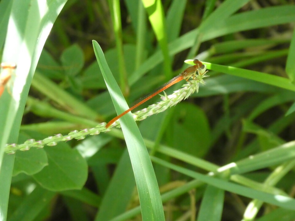 Ceriagrion glabrum - Demoiselle d'etang mâle - COENAGRIONIDAE - Indigene Reunion - P1060785.jpg