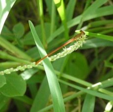 Ceriagrion glabrum - Demoiselle d'etang mâle - COENAGRIONIDAE - Indigene Reunion - P1060785.jpg