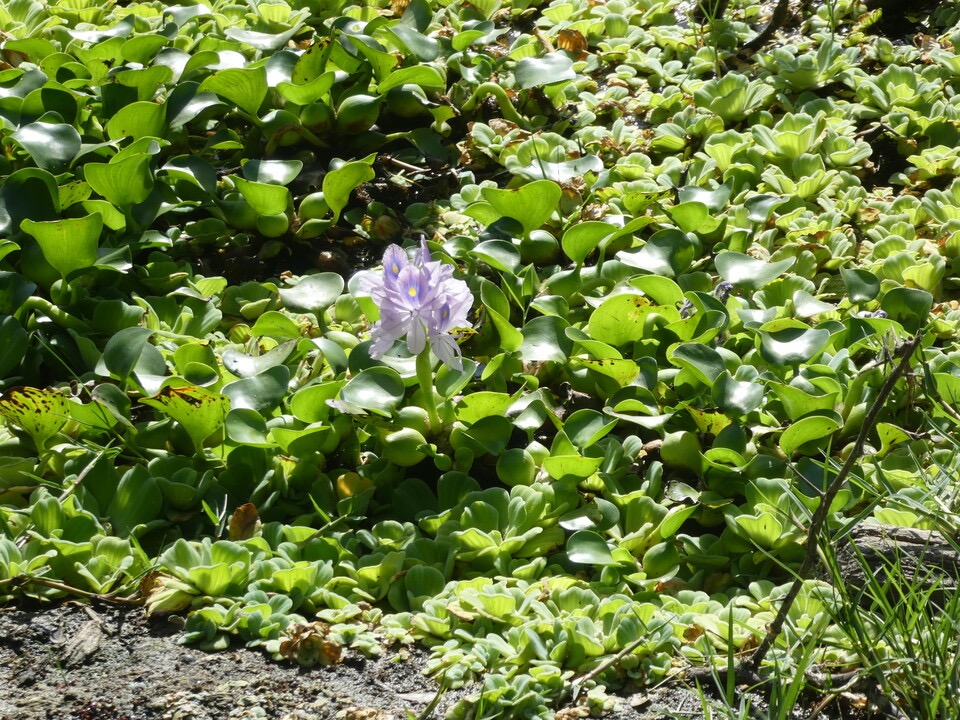 Eichornia crassipes - Jacinthe d'eau - PONTEDERIACEAE - EE - P1060788.jpg