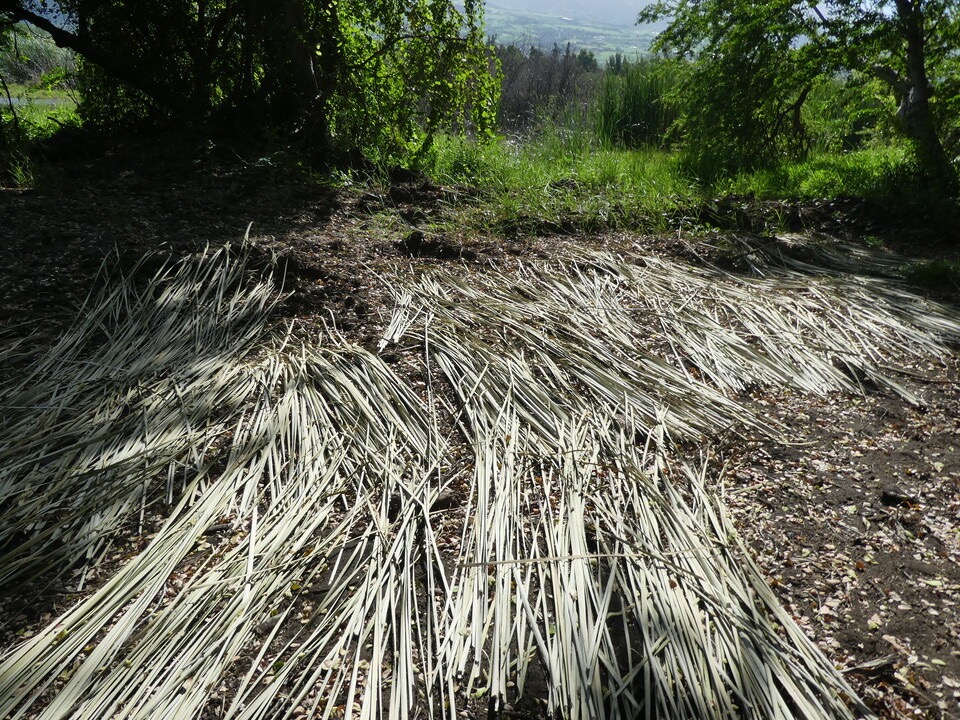 Feuilles de Typha séchant pour paillage chaises du Gol - P1060779.jpg