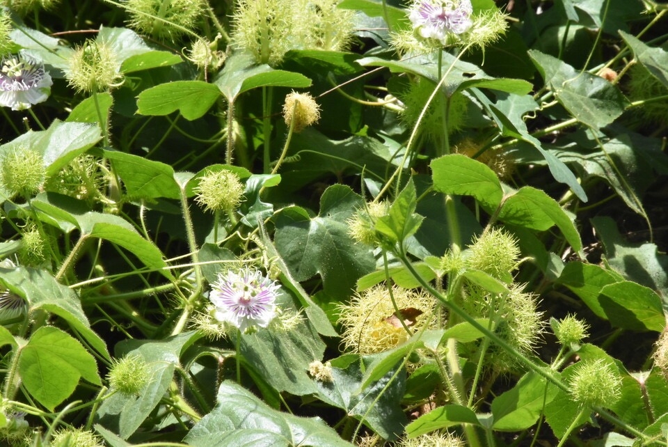 Passiflora foetida - Liane poc-poc - PASSIFLORACEAE - EE - MB3_2618.jpg