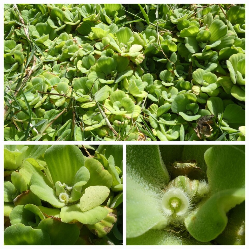 Pistia stratiotes - Laitue d'eau - ARACEAE - EE - 20230621_094742.jpg