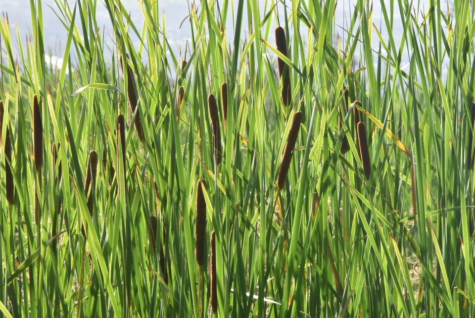 Typha domingensis - Massette - Voune - Jonc - THYPHACEAE - Indigene Reunion - MB3_2583.jpg