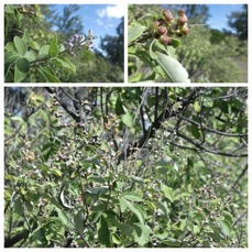 Vitex trifolia - Bois cameleon - LAMIACEAE - EE - 20230621_094250.jpg