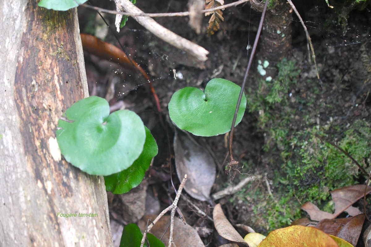 Adiantum reniforme Fouge?re tam-tam Pter idaceae Endémique La Réunion 6999.jpeg