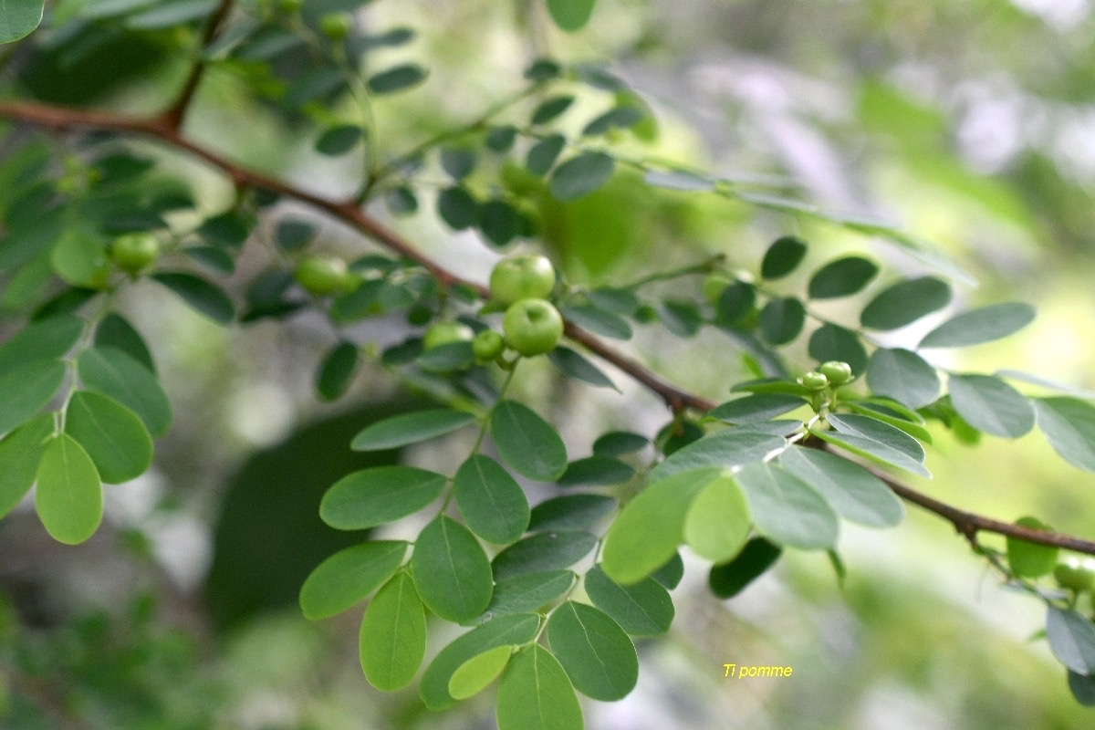 Breynia retusa Ti pomme Phyllanthaceae Sud de l'Inde 7016.jpeg