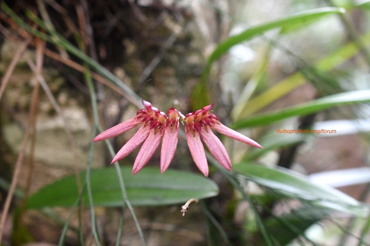 Bulbophyllum longiflorum Orchidace ae Indigène La Réunion 7151.jpeg