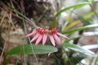 Bulbophyllum longiflorum Orchidace ae Indigène La Réunion 7151.jpeg