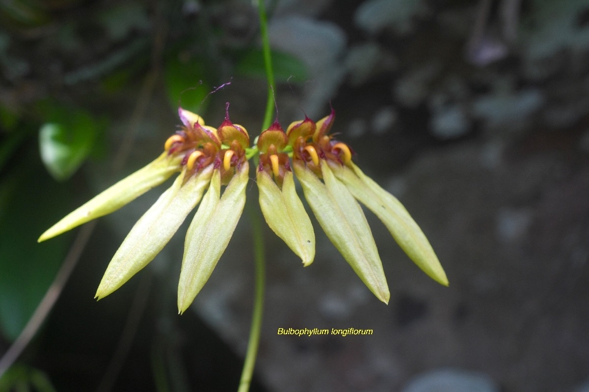 Bulbophyllum longiflorum Orchidace ae Indigène La Réunion 7190.jpeg