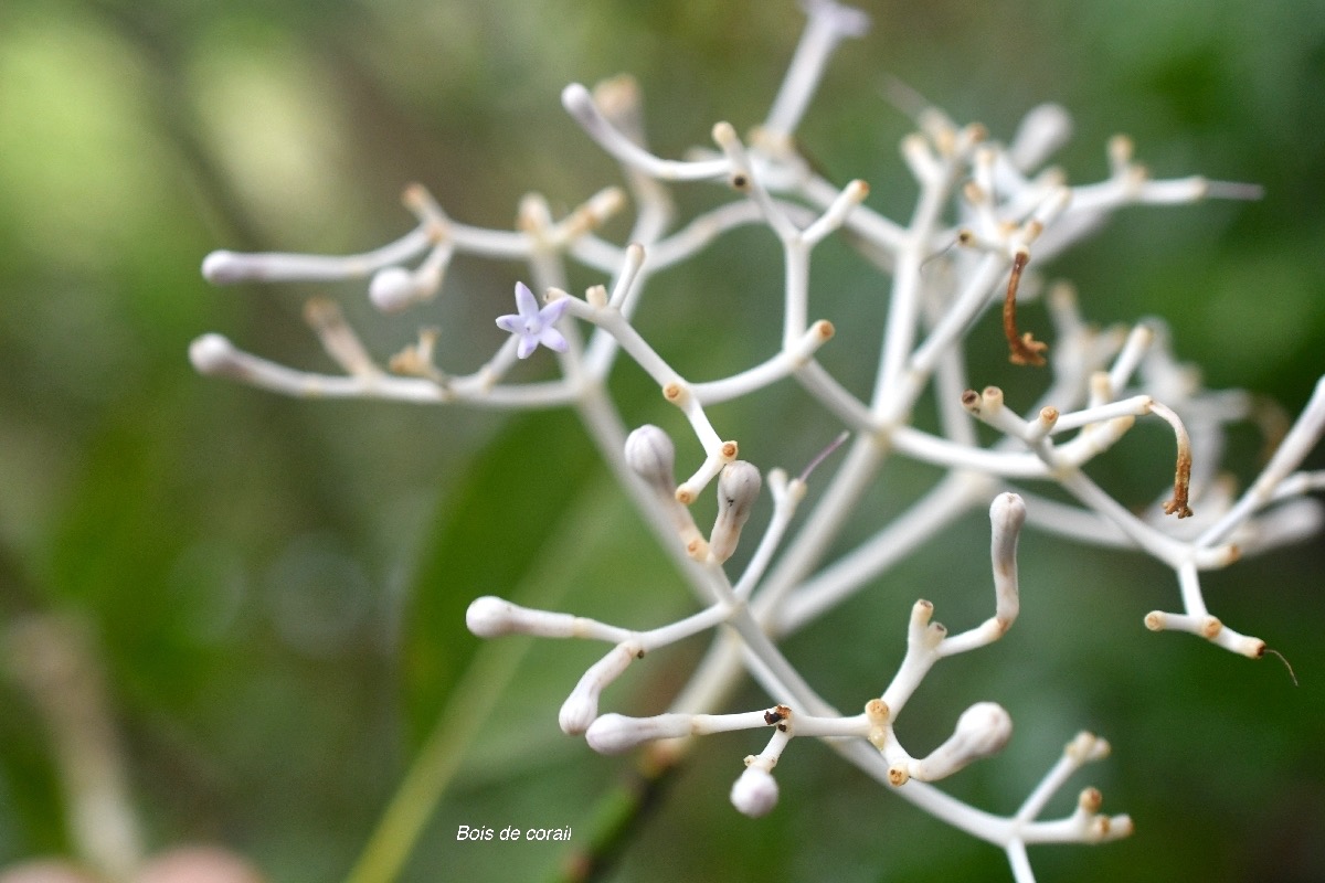 Chassalia corallioides Bois de corail Ru biaceae Endémique La Réunion 6965.jpeg