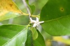 Coffea mauritiana Cafe? marron Rubiaceae  Endémique La Réunion, Maurice 7032.jpeg