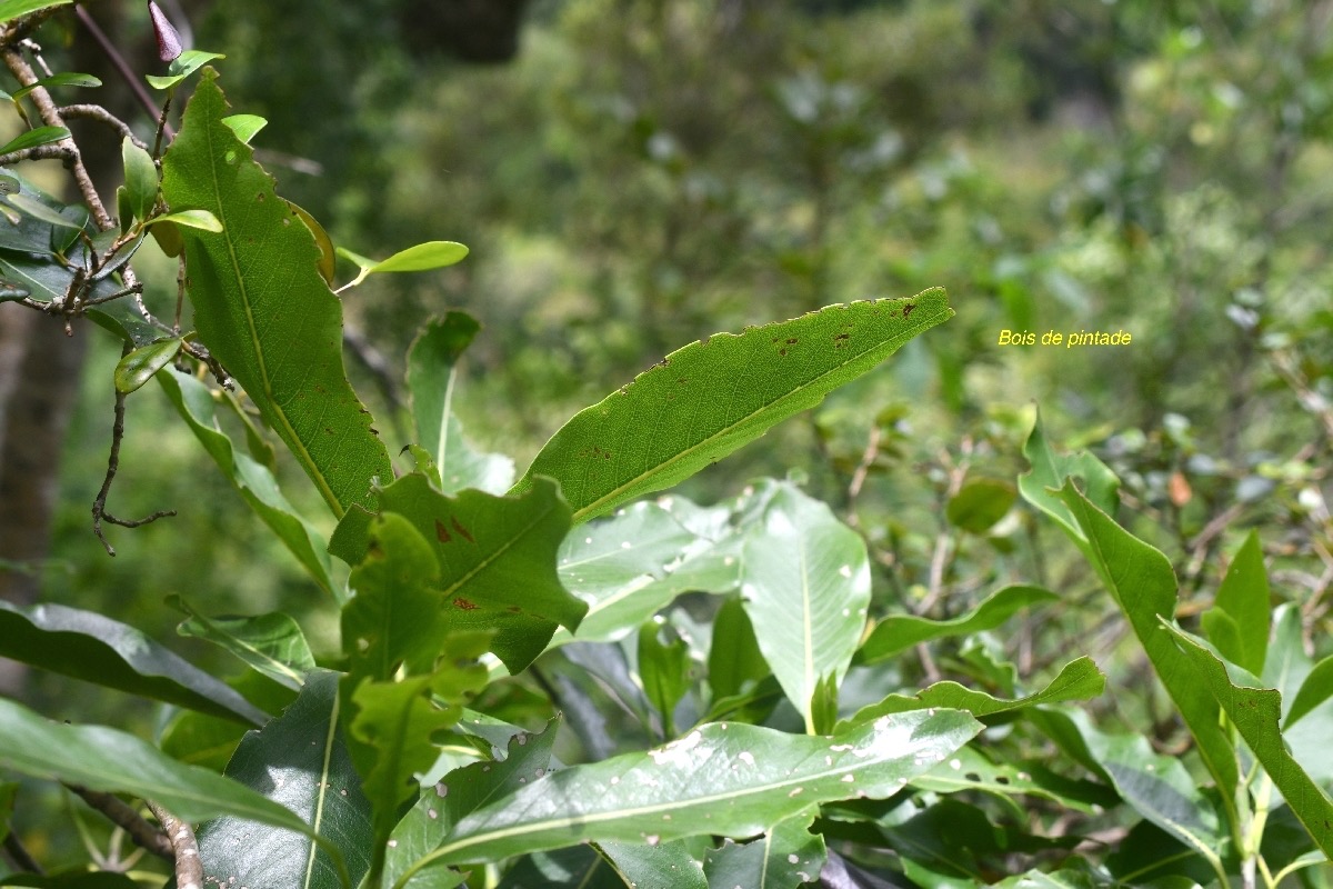 Coptosperma borbonica Bois de pintade Rubiaceae Endémique La Réunion, Maurice 7109.jpeg