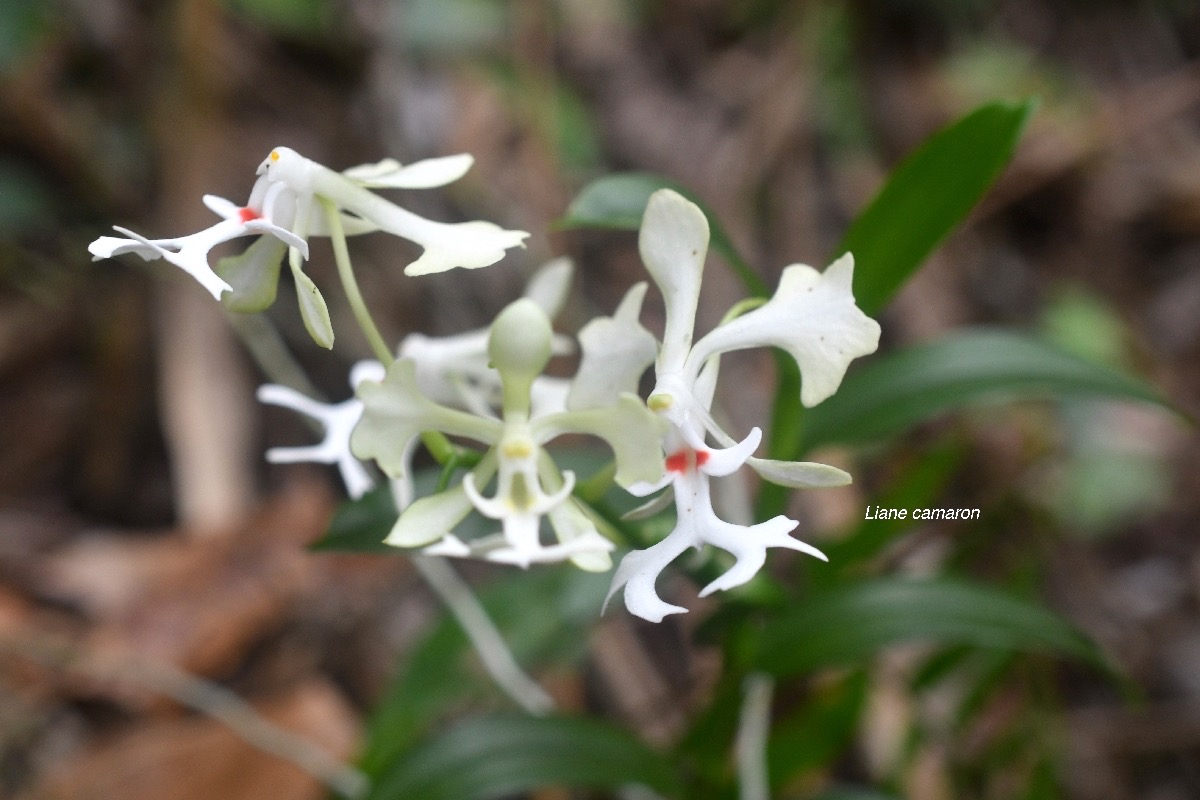 Cryptopus elatus Liane camaron Orchidaceae Endémique La Réunion, Maurice 7177.jpeg