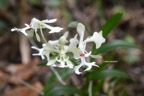 Cryptopus elatus Liane camaron Orchidaceae Endémique La Réunion, Maurice 7177.jpeg