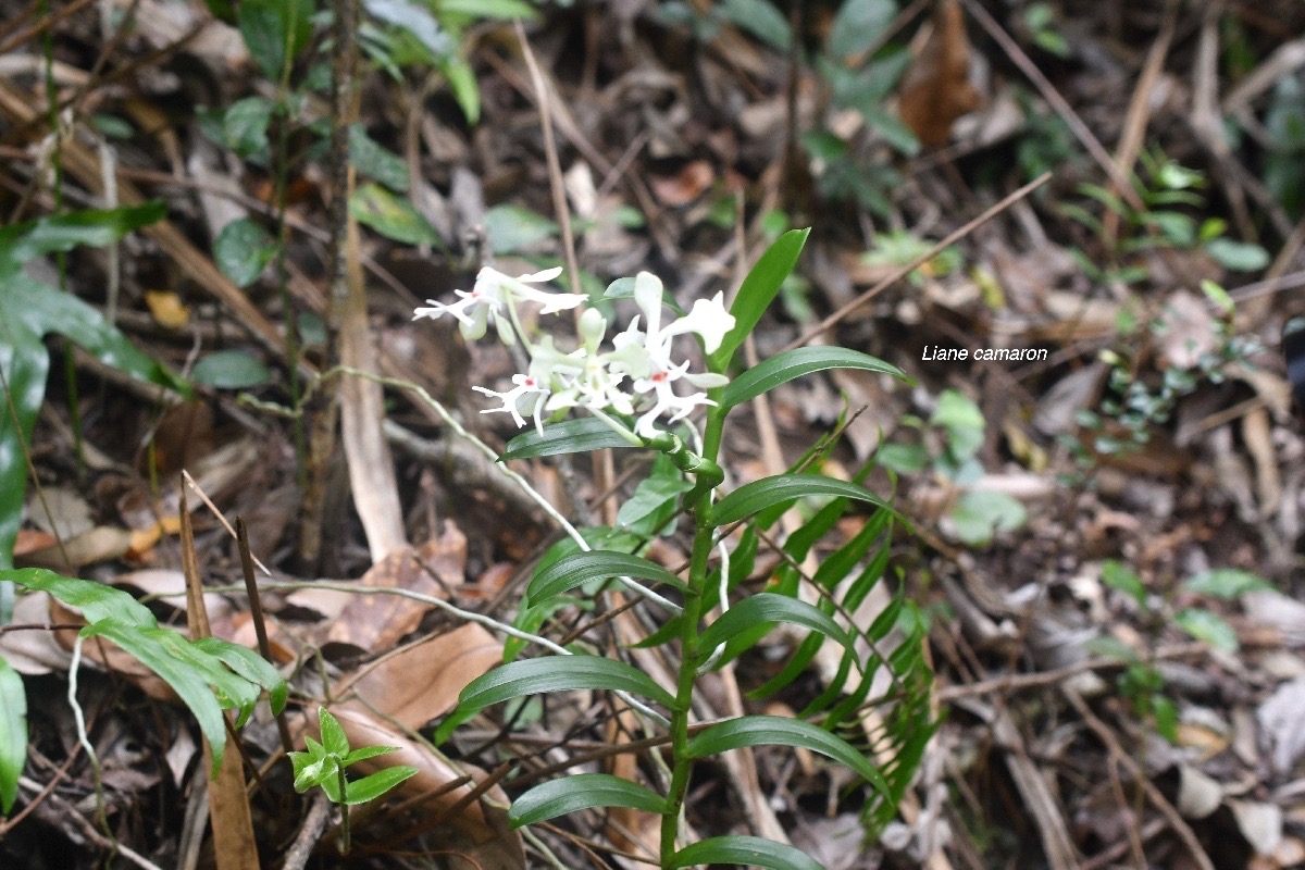 Cryptopus elatus Liane camaron Orchidaceae Endémque La Réunion, Maurice 7182.jpeg