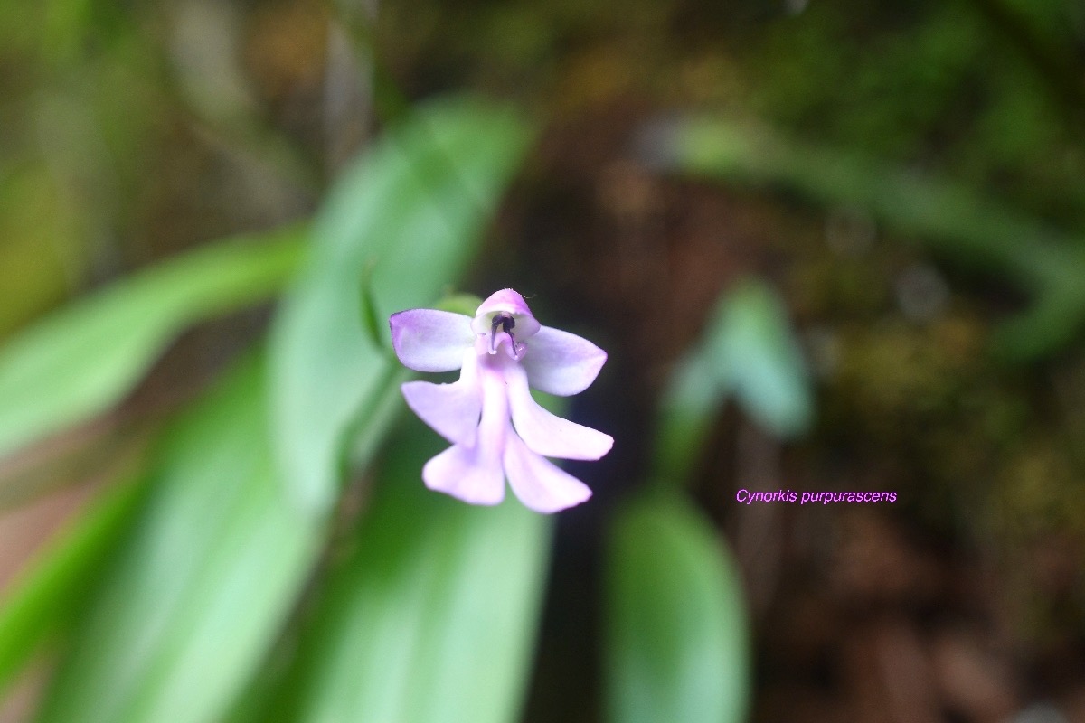 Cynorkis purpurascens Orchidaceae indigène La Réunion 6961.jpeg