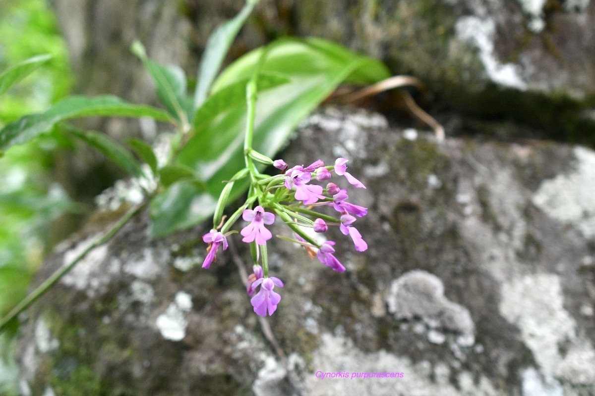 Cynorkis purpurascens Orchidaceae Indigène La Réunion 7023.jpeg