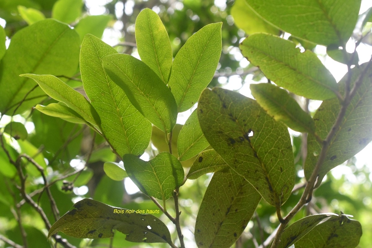 Diospyros borbonica Bois noir des hauts Ebenaceae Endémique La Réunion 7196.jpeg