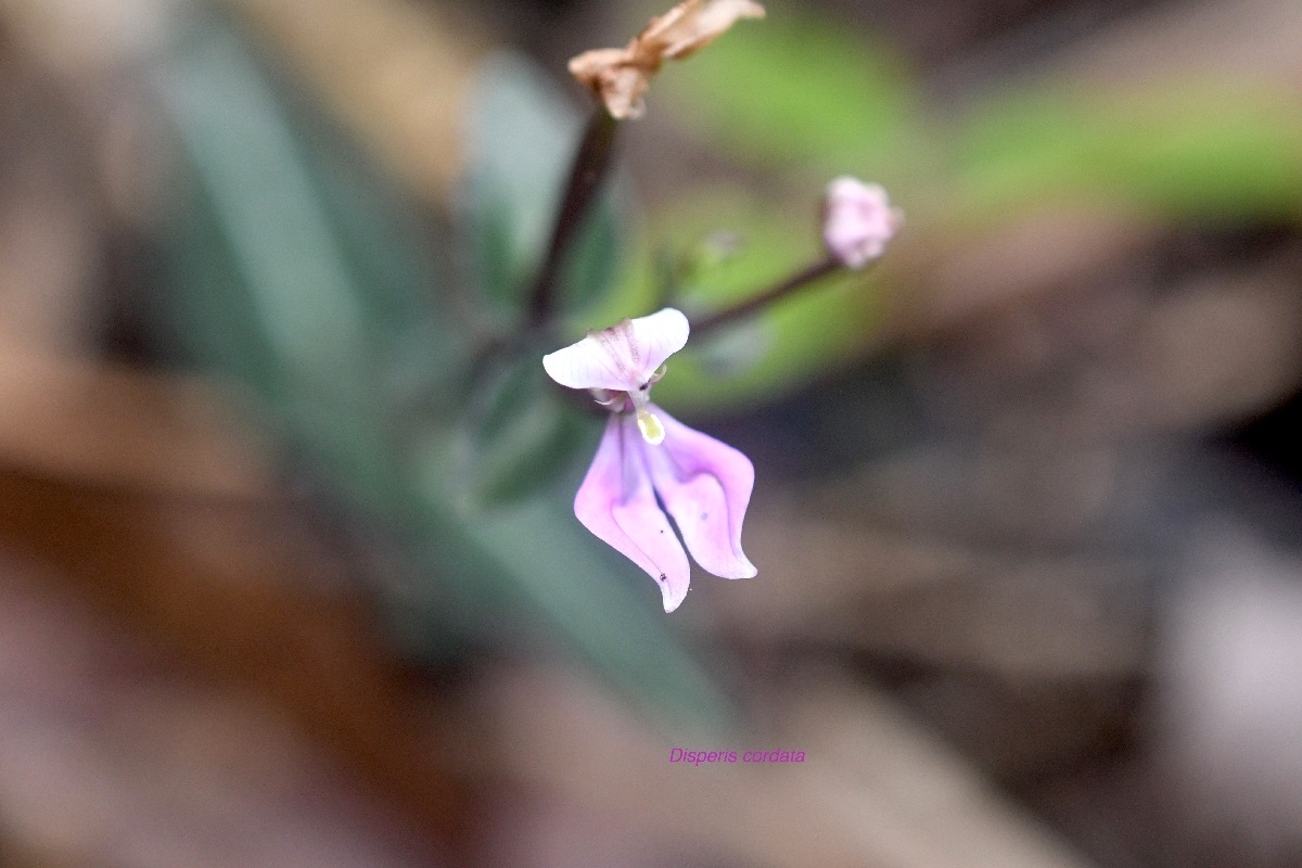 Disperis cordata Orchidaceae Indigène La Réunion 7169.jpeg