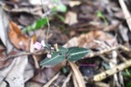 Disperis cordata Orchidaceae Indigène La Réunion 7184.jpeg