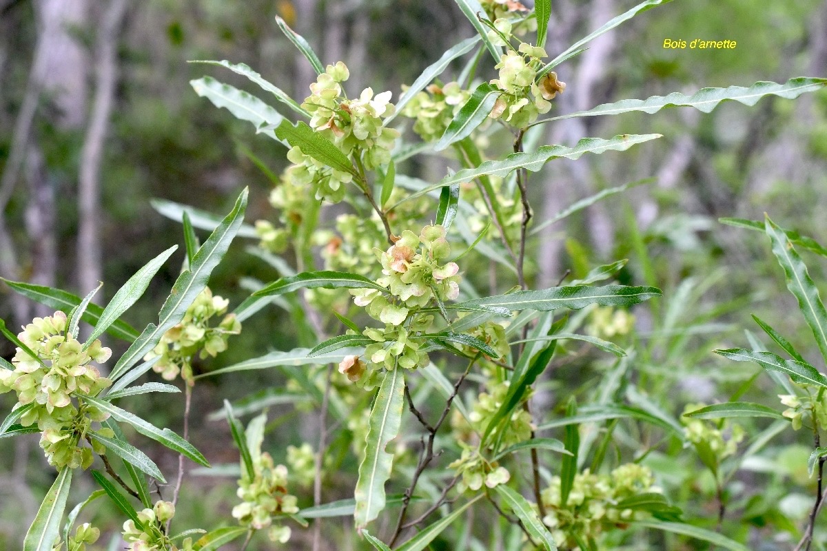 Dodonaea viscosa Bois d'arnette Sapindaceae Indigène La Réunion 7088.jpeg