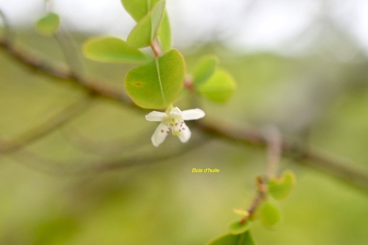 Erythroxylum hypericifolium Bois d'huile Erythroxylaceae Endémique La Réunion 7081.jpeg