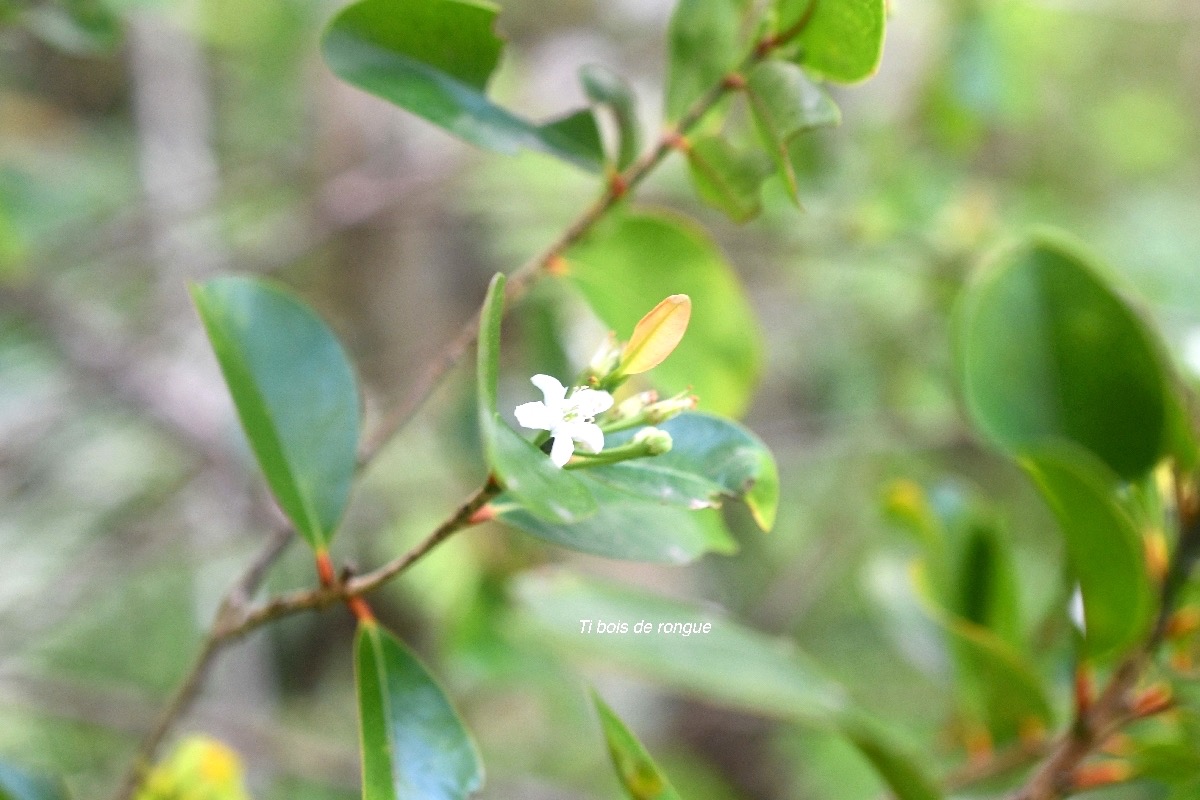 Erythroxylum sideroxyloides Ti bois de rongue Erythroxylaceae Endémique La Réunion, Maurice 6977.jpeg