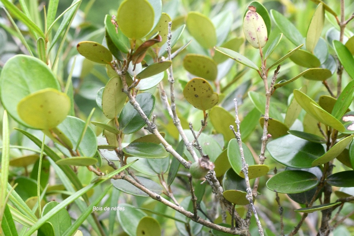 Eugenia buxifolia Bois de nèfles  Myrtaceae Endémique La Réunion 7050.jpeg