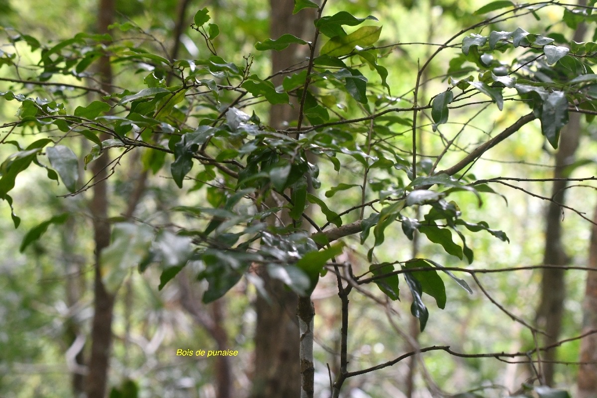 Grangeria borbonica Bois de punaise Chrysobalanaceae Endémique La Réunion, Maurice 7153.jpeg