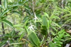 Jumellea recta Orchidaceae Indigène La Réunion 7067.jpeg