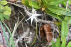 Jumellea recta Orchidaceae Indigène La Réunion 7096.jpeg