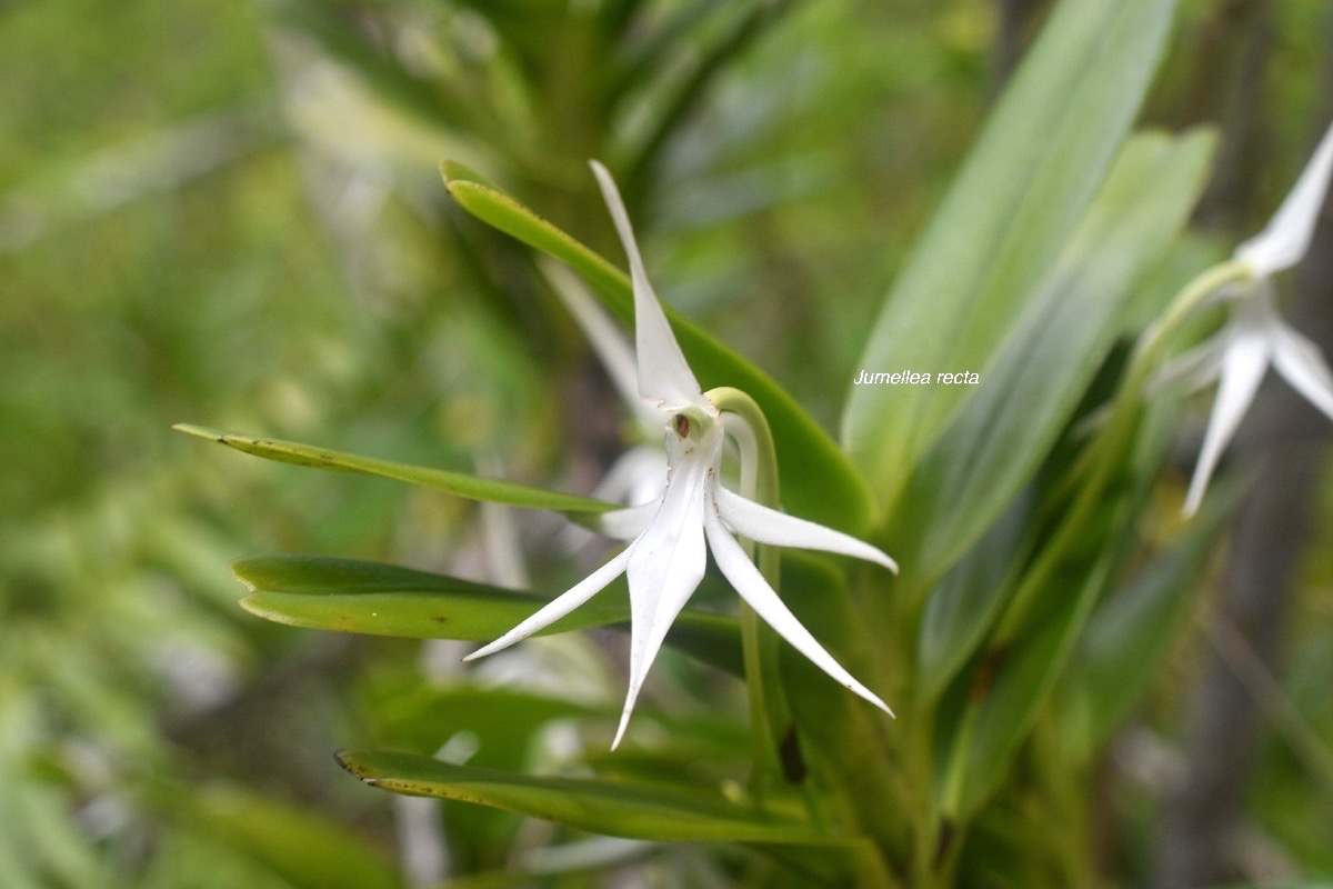 Jumellea recta Orchidaceae Indigène La Réunion 7105.jpeg