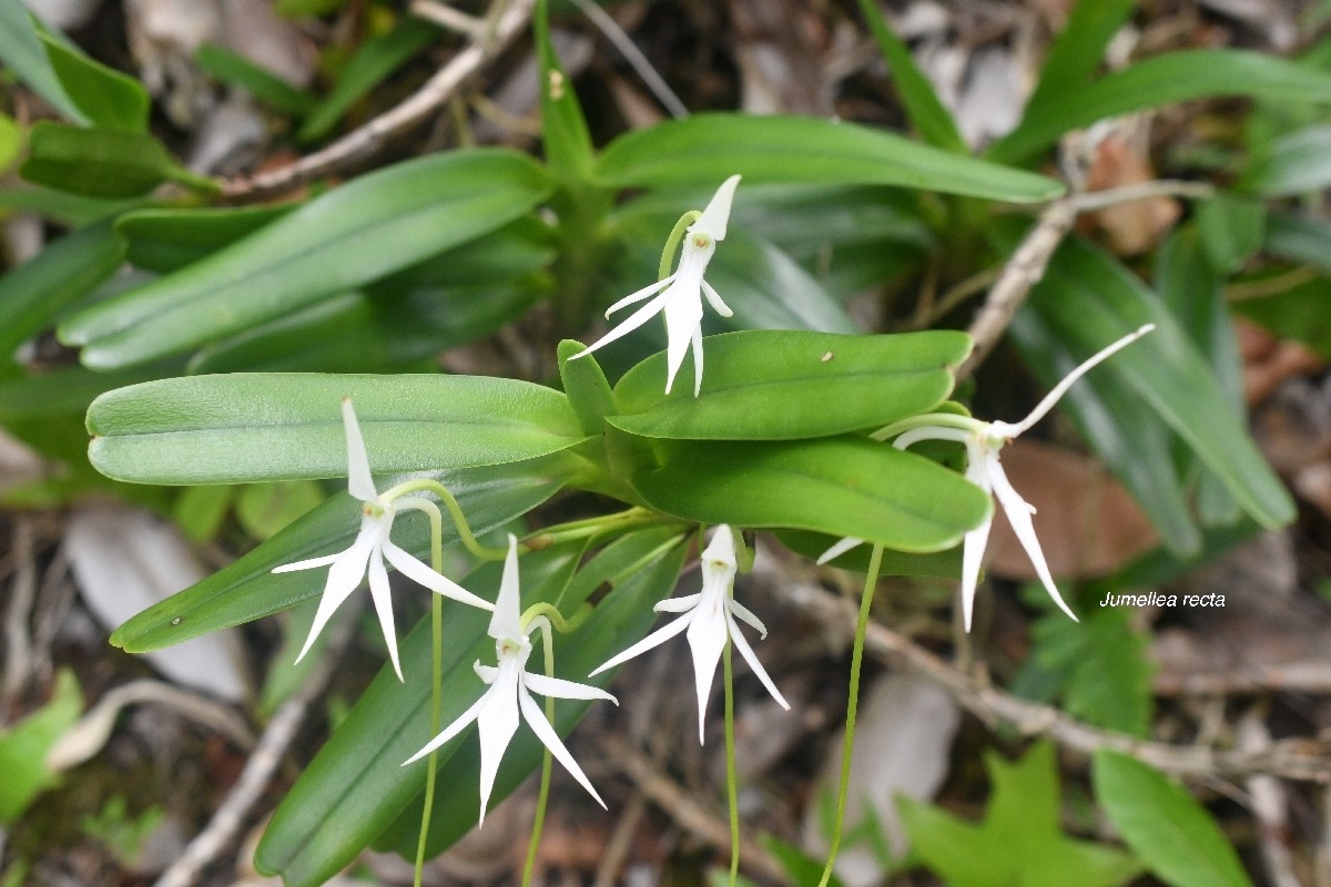 Jumellea recta Orchidaceae Indigène La Réunion 7111.jpeg