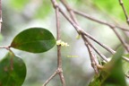 Memecylon confusum Bois de balai Melastomataceae Endémique La Réunion 7195.jpeg