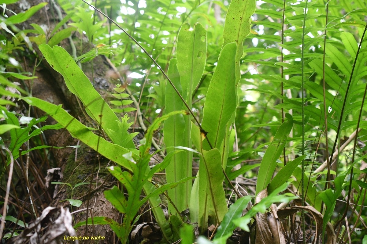 Microsorum punctatum Langue de vache Polypodiaceae Indigène La Réunion 7019.jpeg