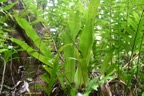 Microsorum punctatum Langue de vache Polypodiaceae Indigène La Réunion 7019.jpeg