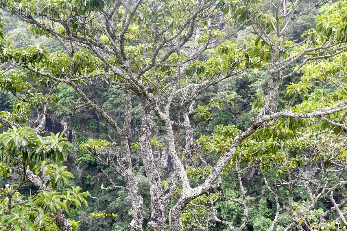 Momusops balata Grand natte Sapotaceae Endémique La Réunion, Maurice 7098.jpeg