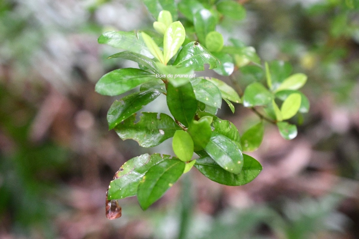 Myonima obovata Bois de prune rat Rubiaceae Endémique La Réunion, Maurice 7006.jpeg