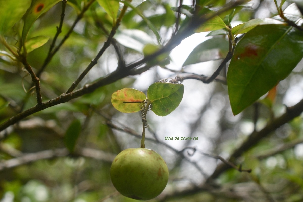 Myonima obovata Bois de prune rat Rubiaceae Endémique La Réunion, Maurice 7203.jpeg