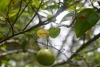 Myonima obovata Bois de prune rat Rubiaceae Endémique La Réunion, Maurice 7203.jpeg