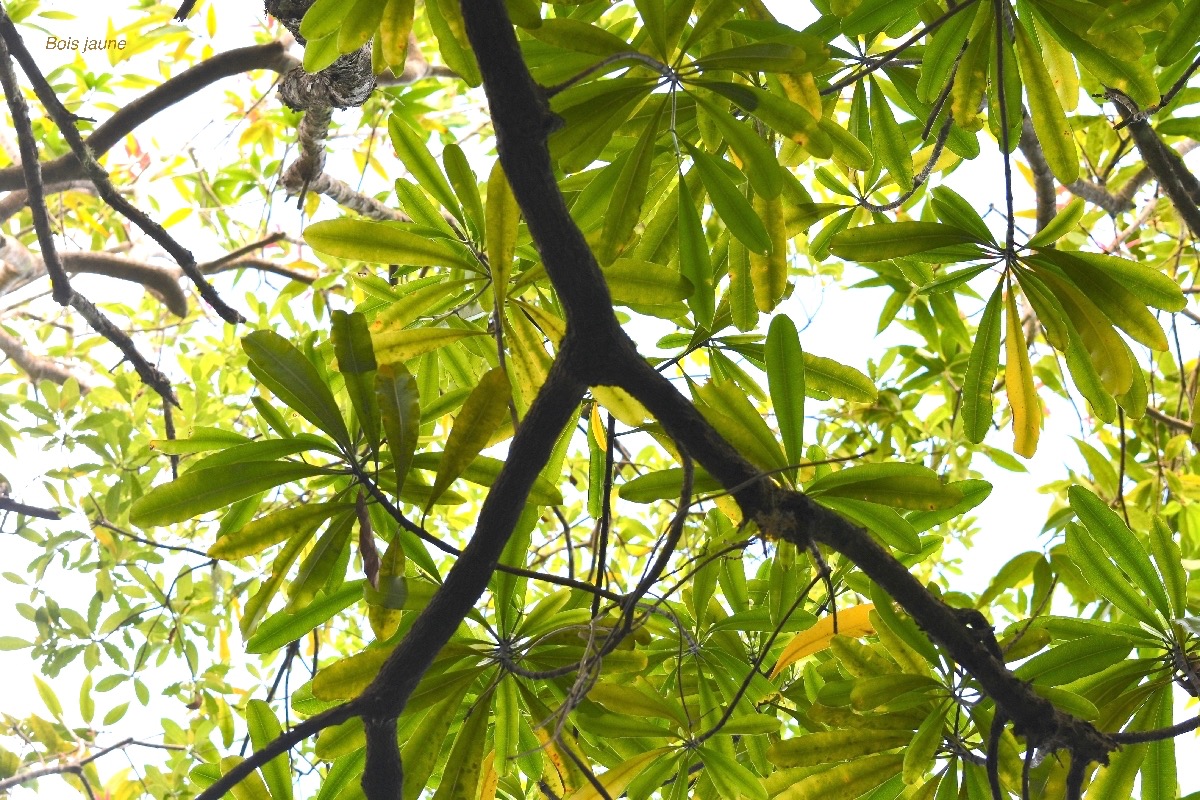 Ochrosia borbonica Bois jaune Apocynaceae Endémique La Réunion, Maurice 6973.jpeg