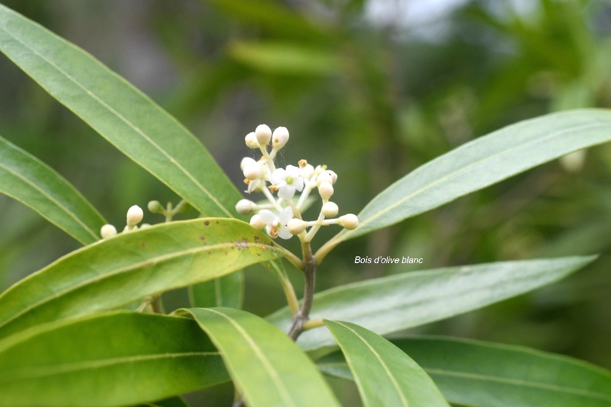 Olea lancea Bois d'olive blanc Oleaceae Indigène La Réunion 7057.jpeg