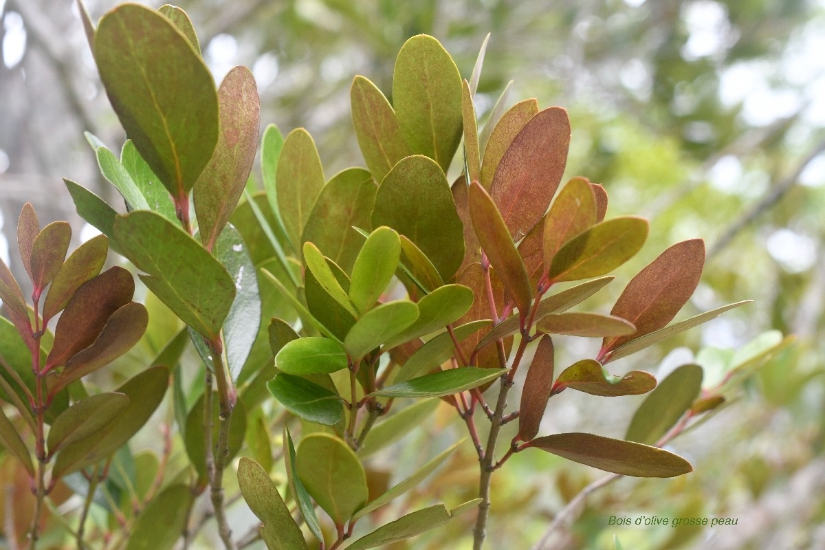 Pleurostylia pachyphloea Bois d'olive grosse peau Celastraceae Endémique La Réunion 7058.jpeg