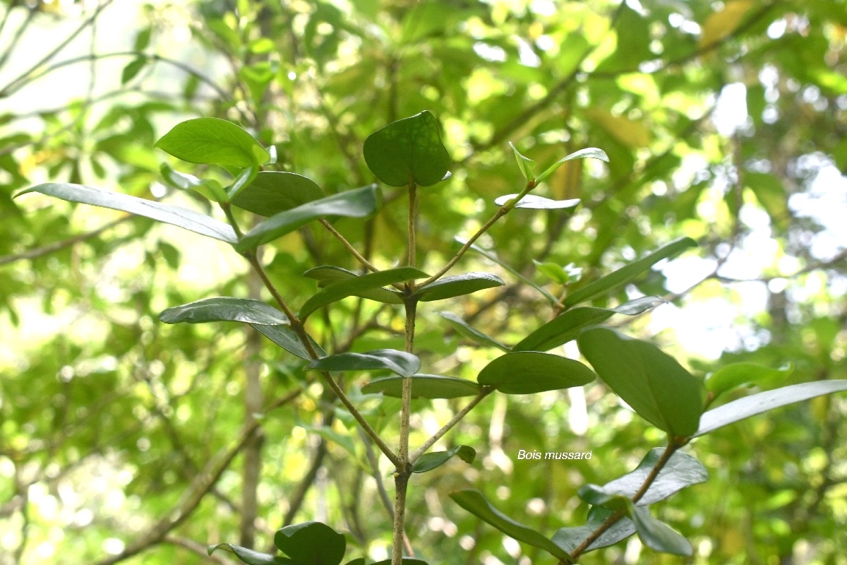 Pyrostria orbicularis Bois mussard Rubiaceae Endémique La Réunion 7123.jpeg