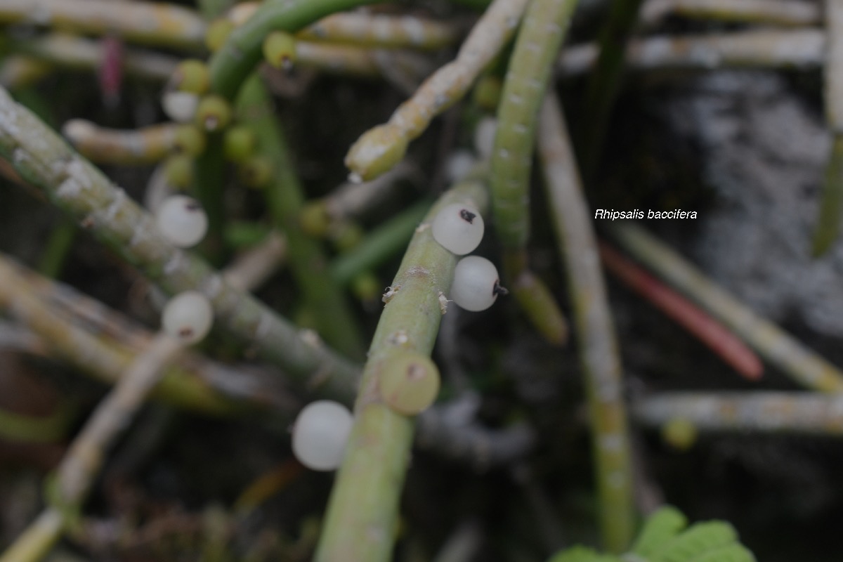 Rhipsalis baccifera La perle Cactaceae Indigène La Réunion 7104.jpeg